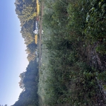 Looking out over the pasture before clearing