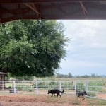 Corral fencing