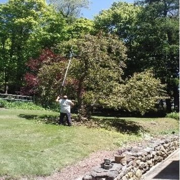 Pruning of Trees