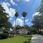 Two palms to be removed due to rotten trunk