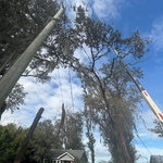 Crane assisted Live Oak Removal