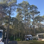 4 Pines & Crane set up to remove without collateral damage
