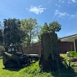 Large Rotten Oak Stump