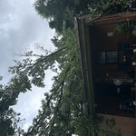 Tree work