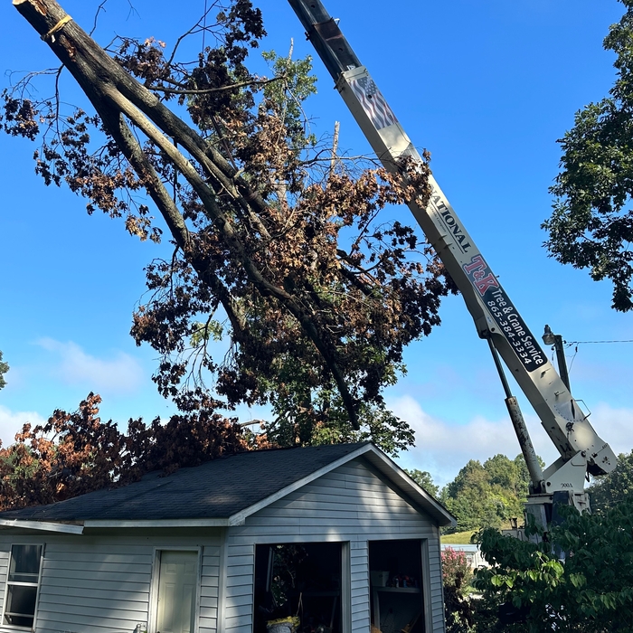 emergency tree work
