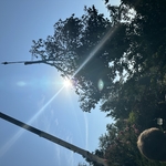 Tree work