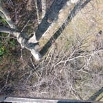 Tree Work