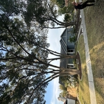 Oak trees trimmed