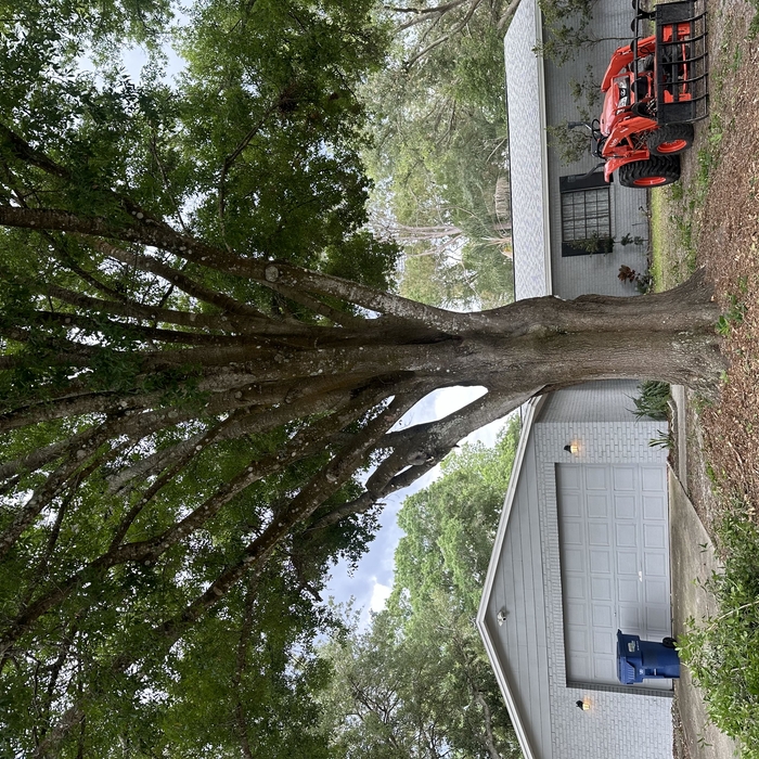 Tree Service Project