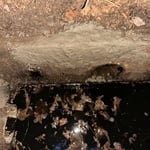 Septic Repair