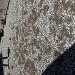 Lawn Fertilization & Treatment Project