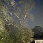 Tree Service Project