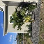 Landscaping Project