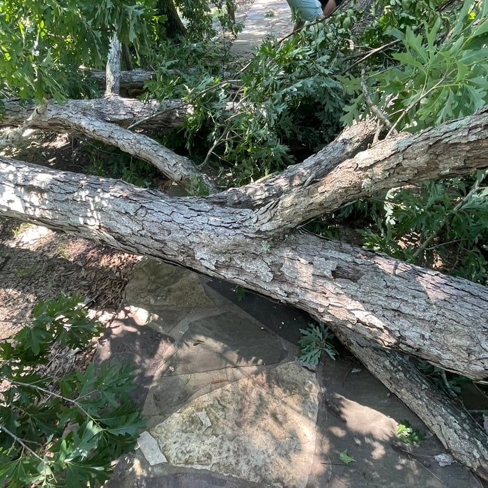 Tree Service Project