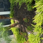 Landscaping - Hardscaping & Pavers Project