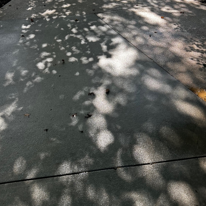 Driveway Cleaning