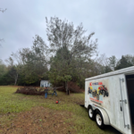 Tree Removal