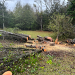 Tree Removal