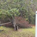 Tree Removal
