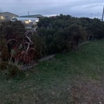 Land Clearing