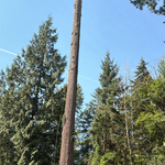 Tree service