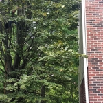 Linden Before