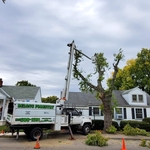 Large Maple Removal - Dayton, OH