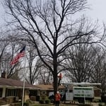 Tree Removal - Dayton, OH