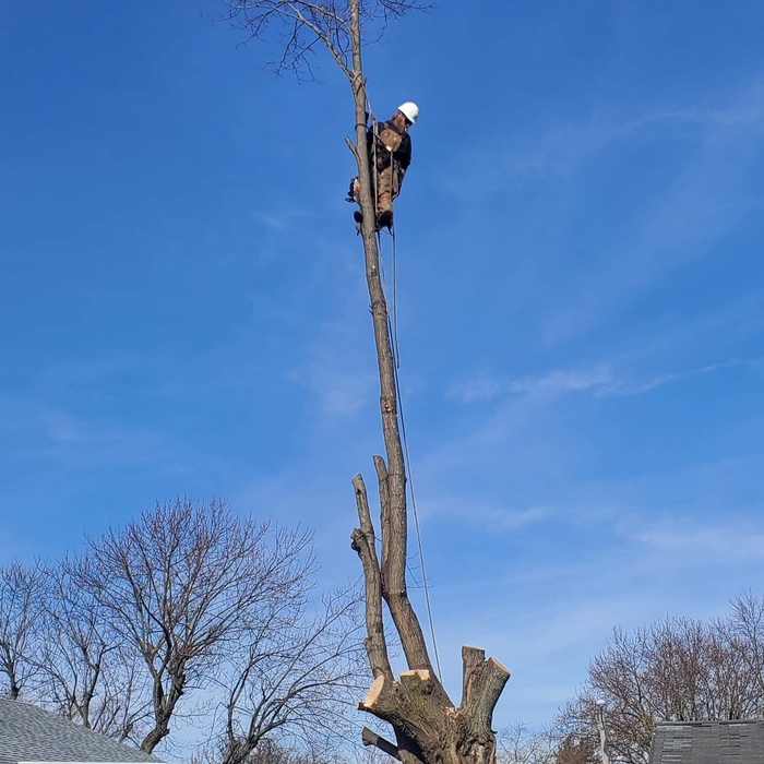 Tree Removal - Springfield, OH