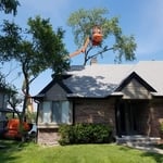 Large Cottonwood Removal
