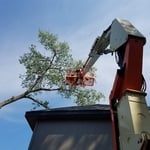 Large Cottonwood Removal