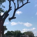 Large Cottonwood Removal