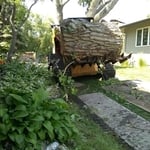 Large Cottonwood Removal