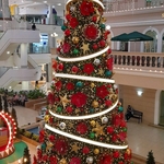 Big Xmas Trees
