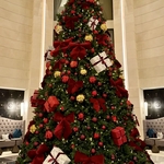 Big Xmas Trees