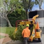 TREE TRIMMING