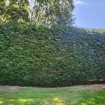 Landscaping: Tall Hedges