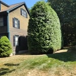Landscaping: Tall Hedges