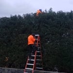 Landscaping: Tall Hedges