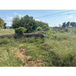 Tree removal