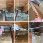 Mold remediation
