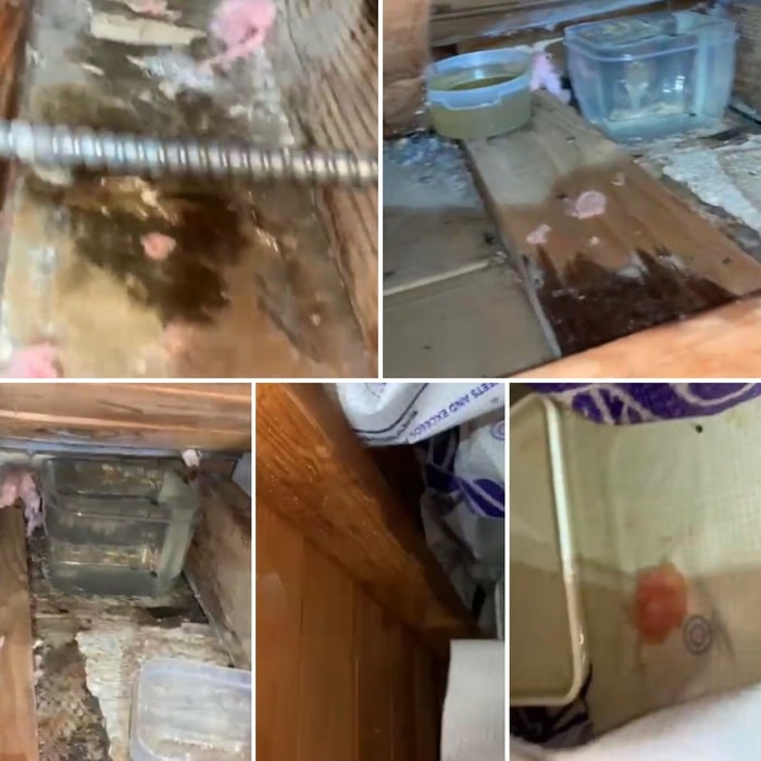 Mold remediation