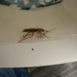 Cockroaches