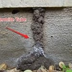 termite tunnel