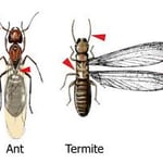termite v any