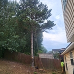 Tree Service Project