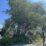 Trimming & Removal