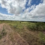 Brush Clearing