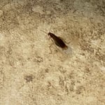 German Cockroach