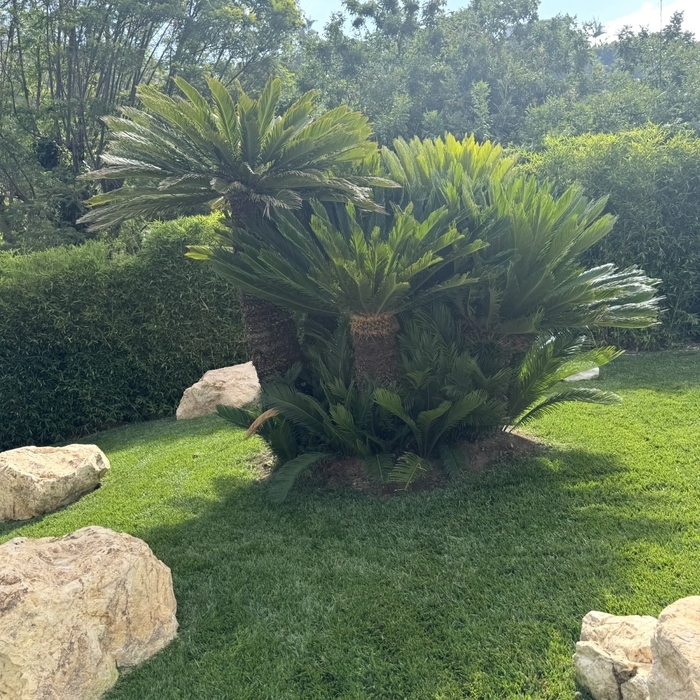 Sago Palm trimmed